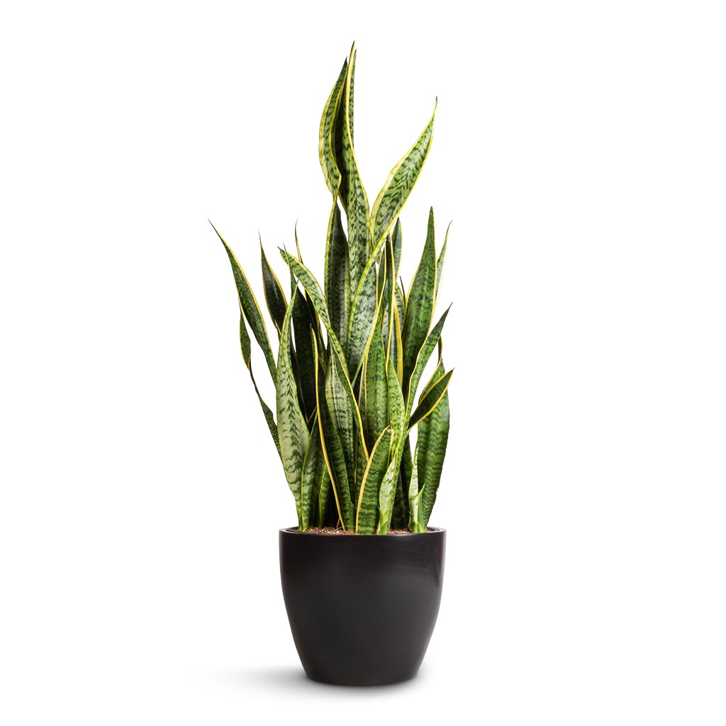 Sansevieria trifasciata Laurentii - Variegated Snake Plant & Sven Plant Pot - Black