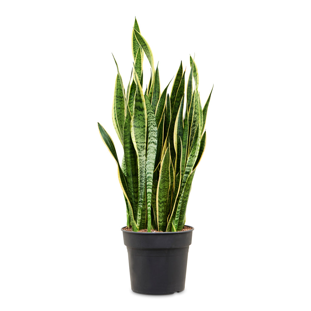 Sansevieria trifasciata Laurentii - Variegated Snake Plant - 34 x 110cm