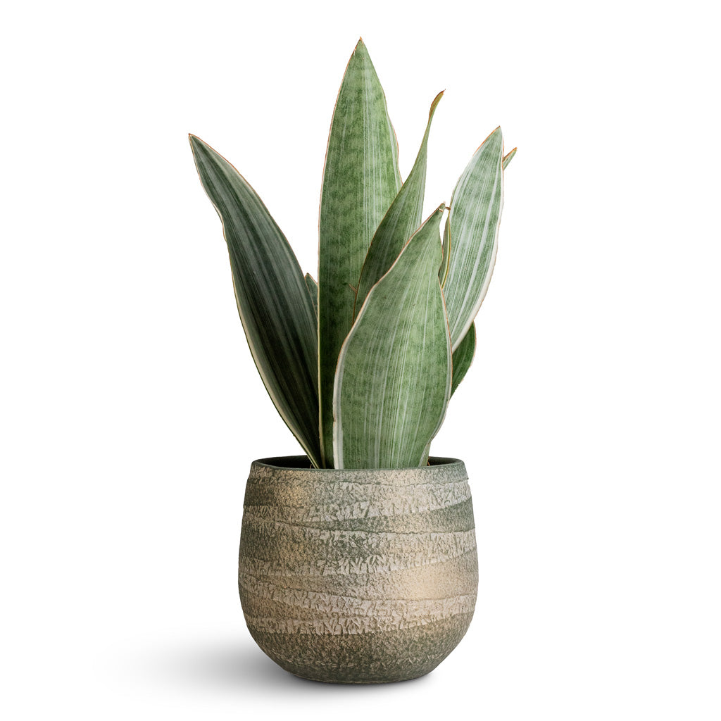 Sansevieria trifasciata Metallica 12x40cm Joyce Pot Shiny Olive 15x13cm