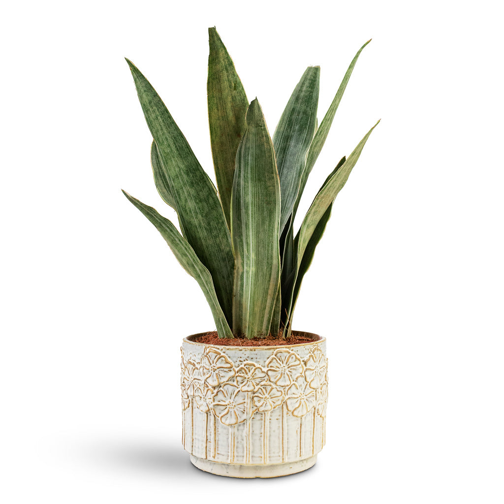 Sansevieria trifasciata Metallica House Plant In Lilou Pot Ivory