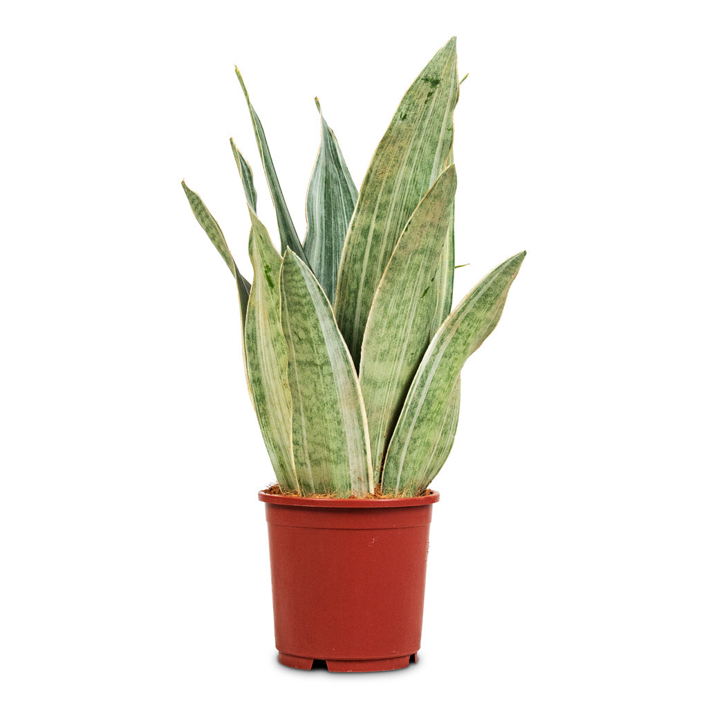 Sansevieria trifasciata Metallica 14x50cm