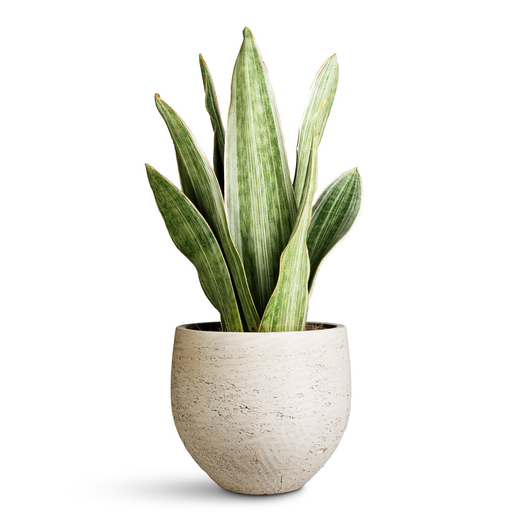 Sansevieria trifasciata Metallica - 19x70cm - Mini Orb Kevan Pot Grey Washed - 18x15cm
