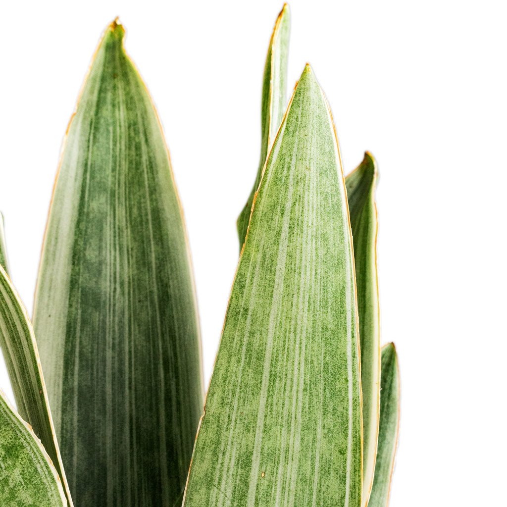 Sansevieria trifasciata Metallica Details