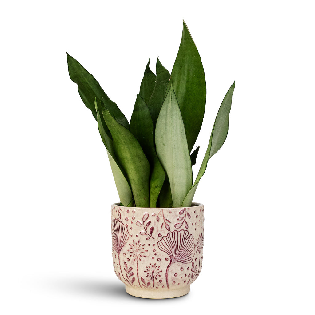 Sansevieria trifasciata Moonshine 12x40cm house plant in Emilia Pot Pink 14x13cm