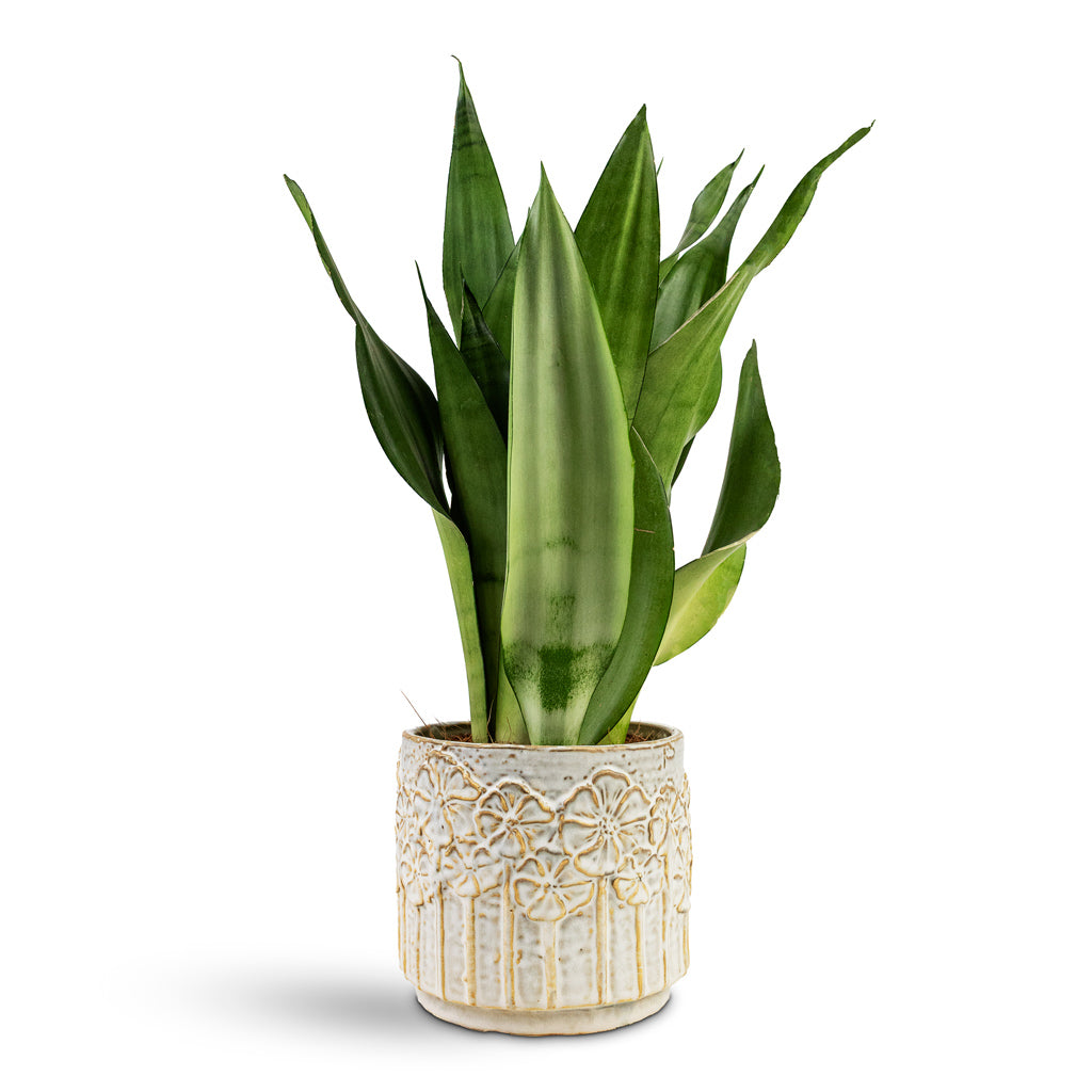 Sansevieria trifasciata Moonshine House Plant In Lilou Pot Ivory