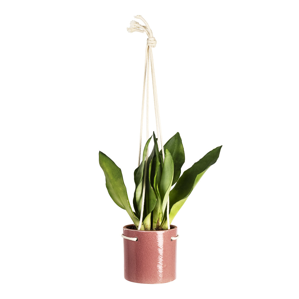 Sansevieria trifasciata Moonshine 9x25cm House Plant In Kai Hanging Pot Cherry 11x10cm