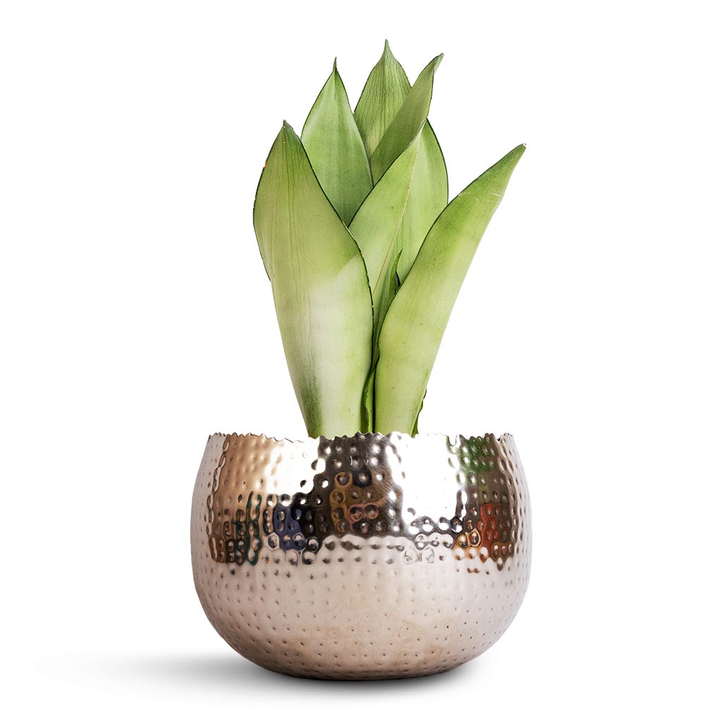 Sansevieria trifasciata Moonshine - Snake Plant & Hammered Bowl - Nickel with Black