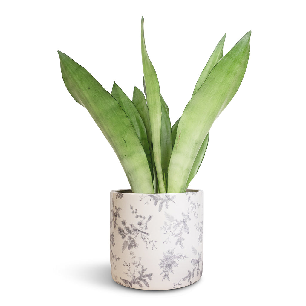 Sansevieria trifasciata Moonshine - Snake Plant & Lazzaro Plant Pot - Vintage Bird