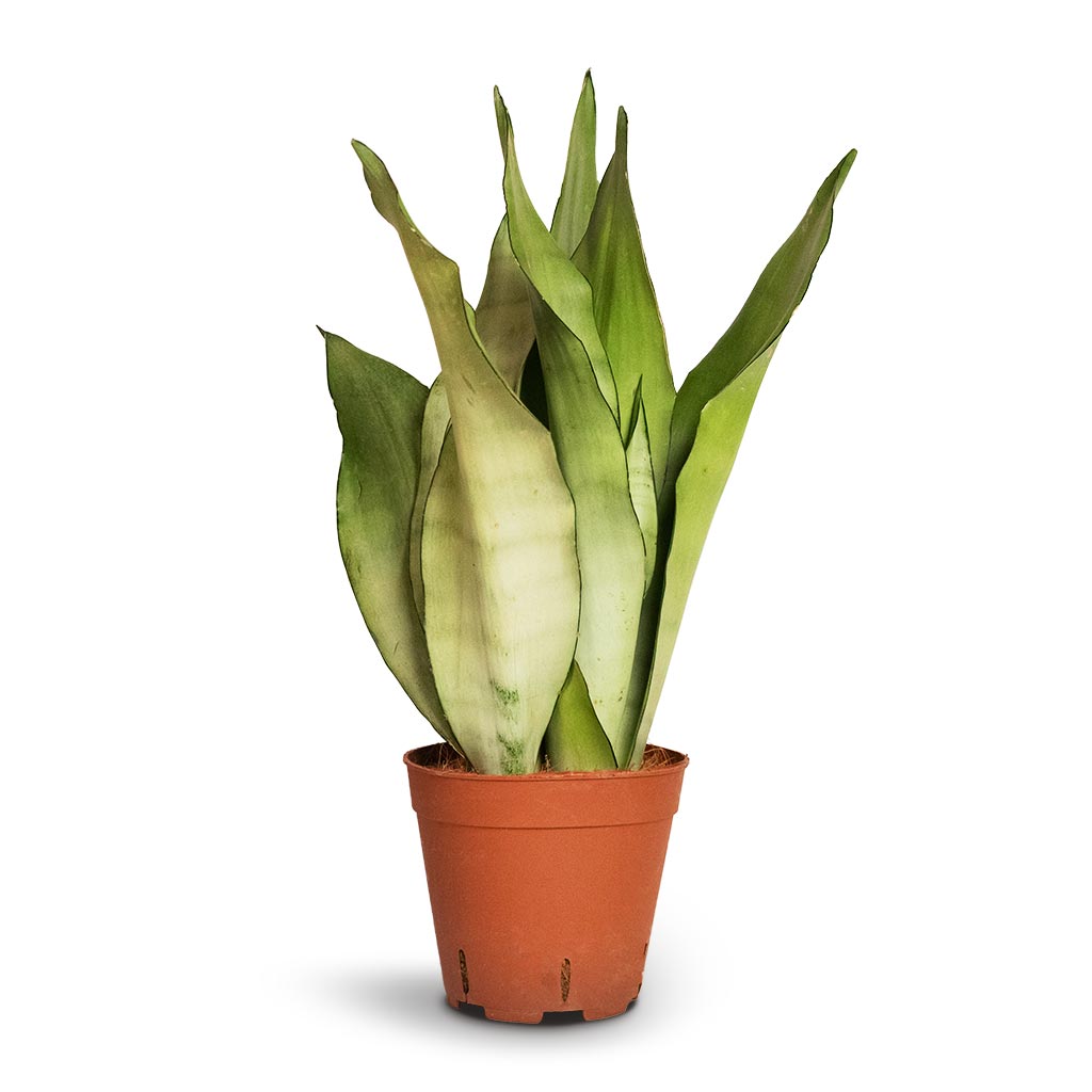 Sansevieria trifasciata Moonshine - Snake Plant - 14 x 45cm