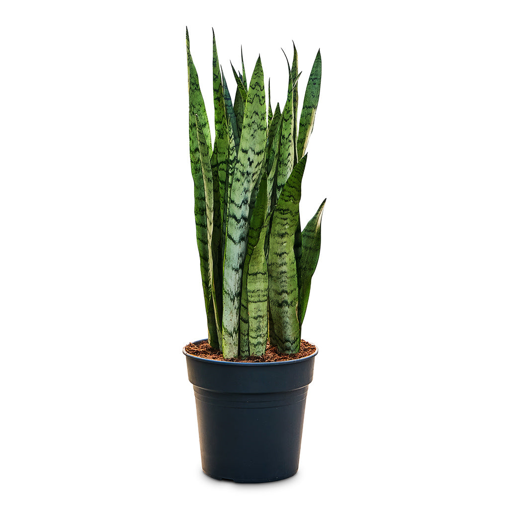 Sansevieria trifasciata Silver Mist 21x75cm