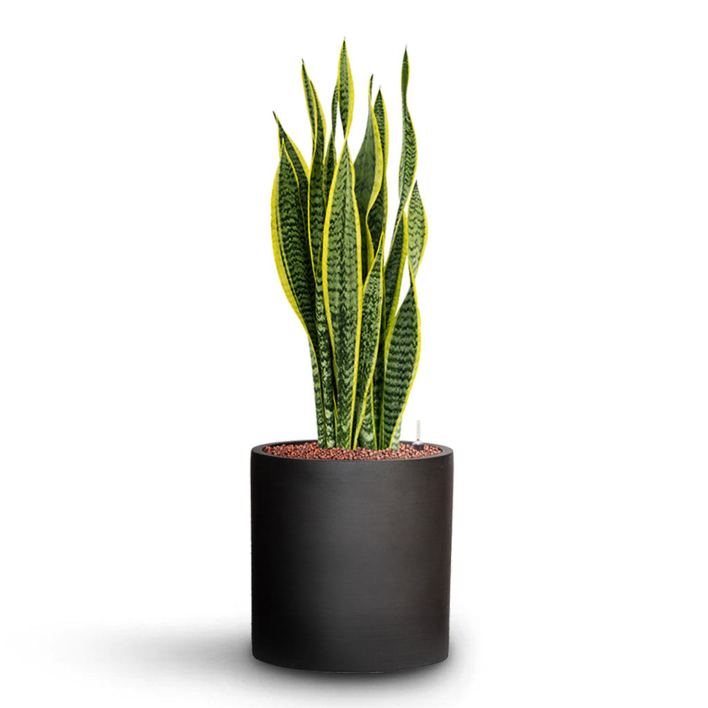 Sansevieria trifasciata Laurentii in Refined