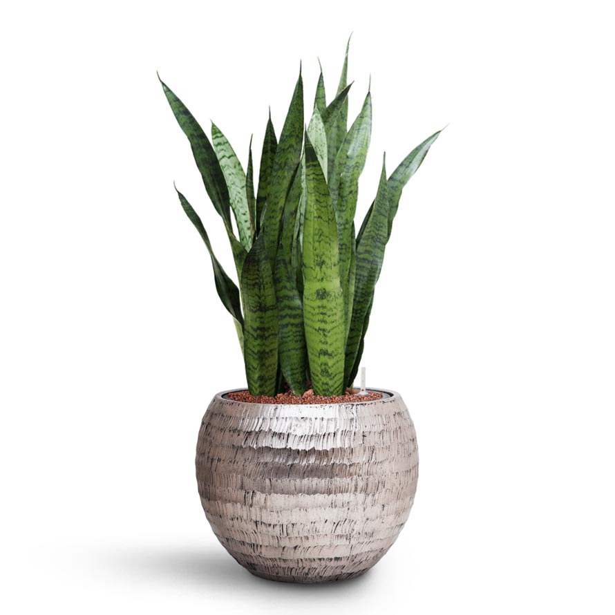 Sansevieria zeylanica - HydroCare & Opus Hammered Globe Planter - Silver