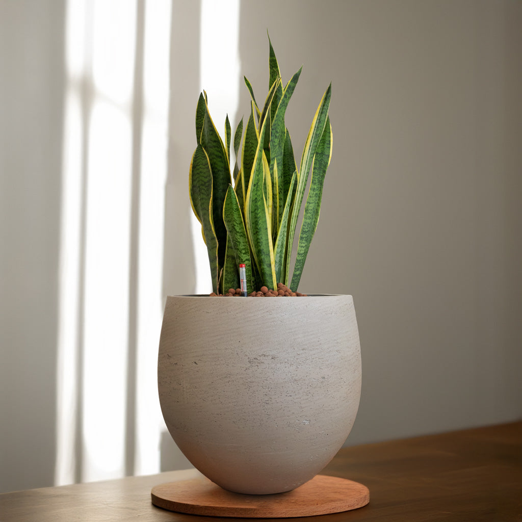 Sansevieria - zeylanica - HydroCare - 22/19x80cm & Mini Orb Kevan Plant Pot Grey Washed - 32x28cm