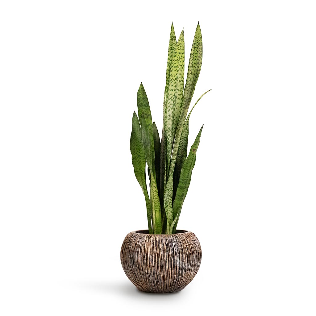 Easy Care & Hard To Kill Houseplants
