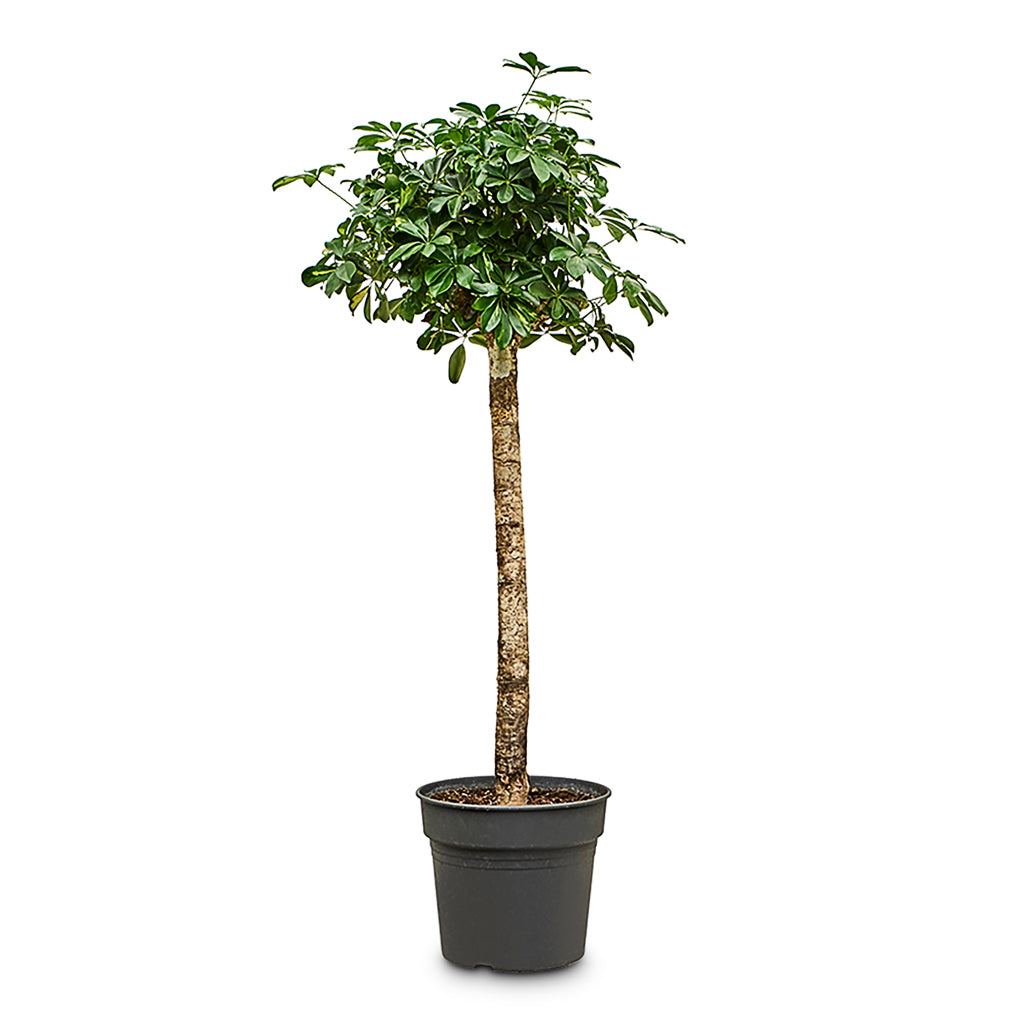 Schefflera Gold Capella Stemmed 34x155cm