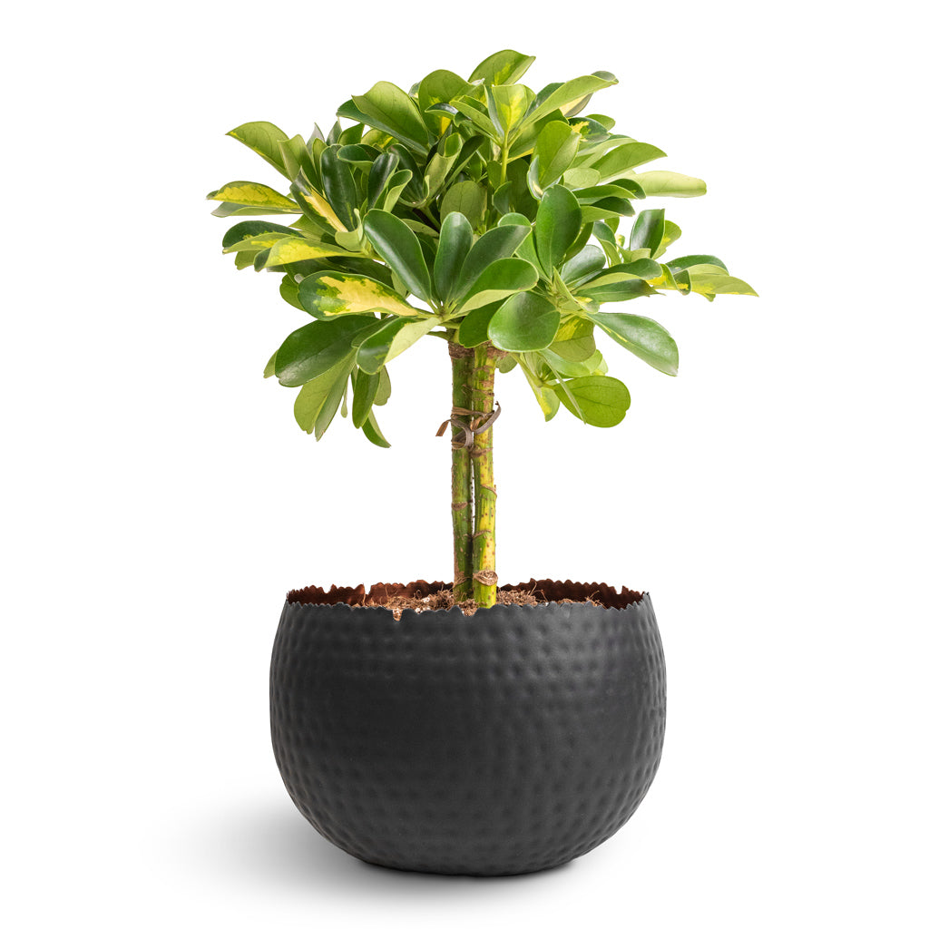 Schefflera Gold Capella - Stemmed Dwarf Umbrella Tree & Hammered Bowl - Black with Copper