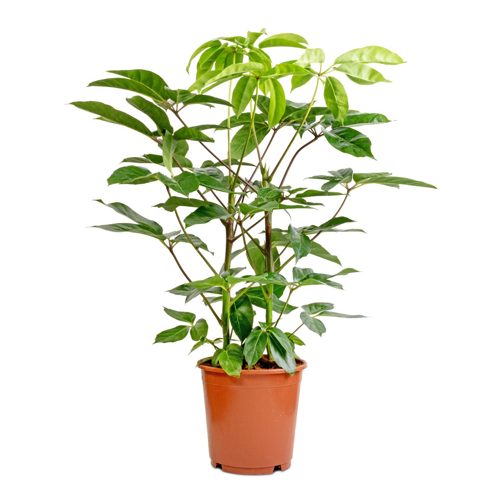 Schefflera actinophylla - Australian Umbrella Tree