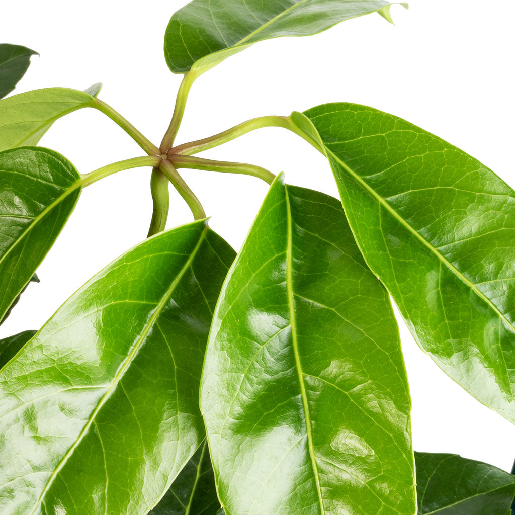 Schefflera actinophylla - Australian Umbrella Tree - Leaves