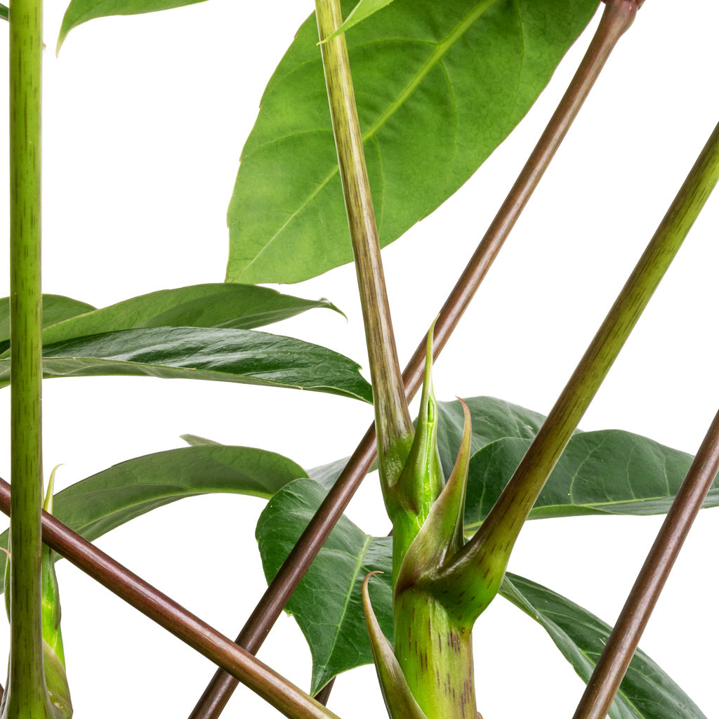 Schefflera actinophylla - Australian Umbrella Tree - New Growth
