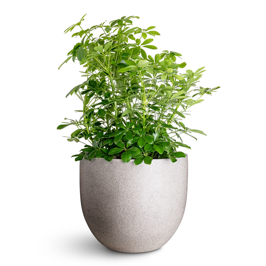 Schefflera arboricola - 34x80cm In Grigio New Egg Pot Planter Natural Concrete - 45x38cm