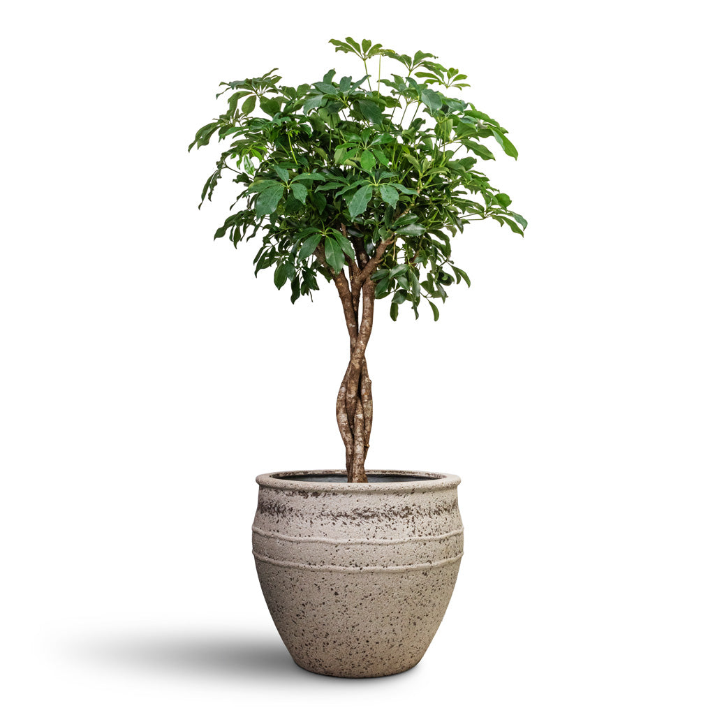 Schefflera arboricola Compacta Dwarf Umbrella Tree Twisted Stem - 30x120cm & Athena Mediterranean Planter Chalk White - 53.5x45cm