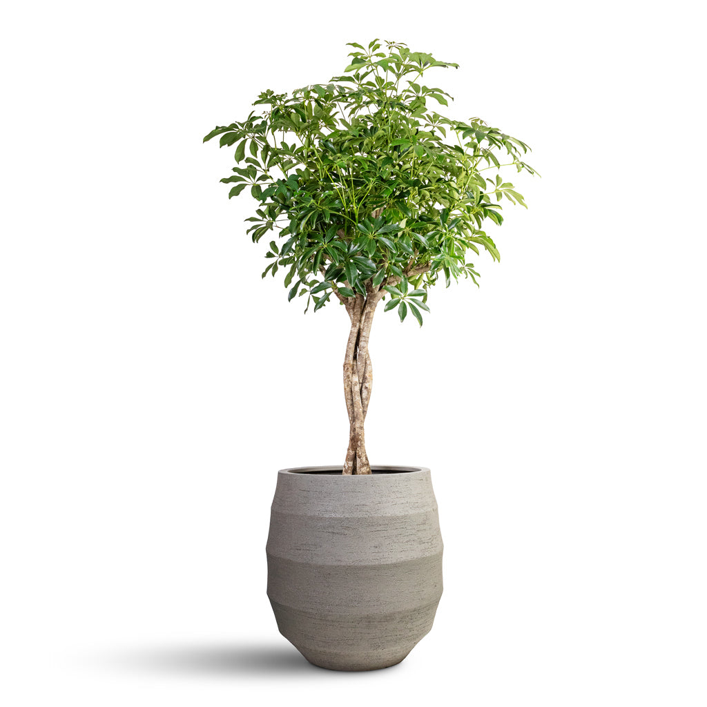 Schefflera arboricola Compacta - Dwarf Umbrella Tree - Twisted Stem & Bordo Balloon Planter - Clay