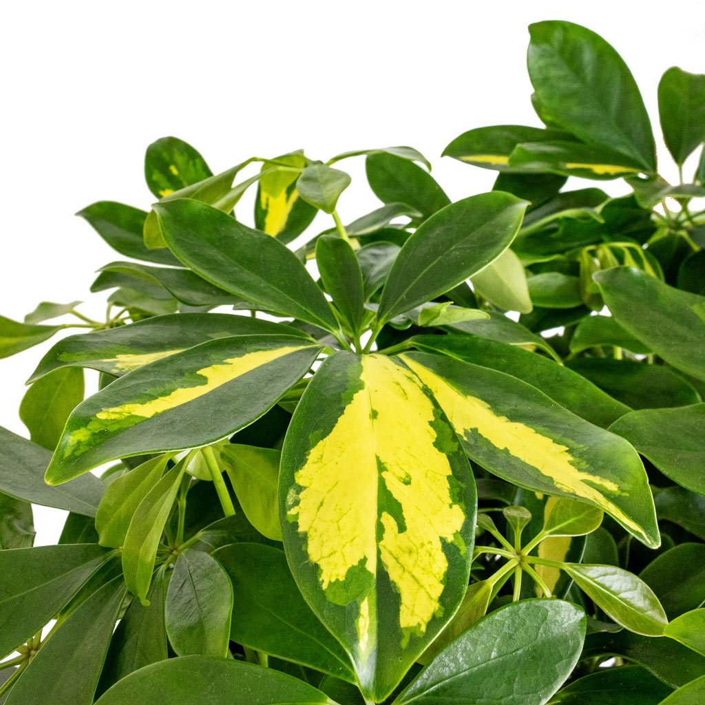 Schefflera arboricola Gold Capella - Dwarf Umbrella Tree - Twisted Stem Leaves