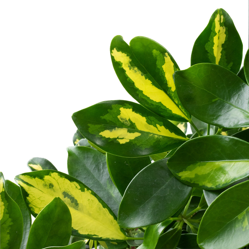 Schefflera arboricola Gold Capella - Dwarf Umbrella Tree - Twisted Stem Leaf Close Up