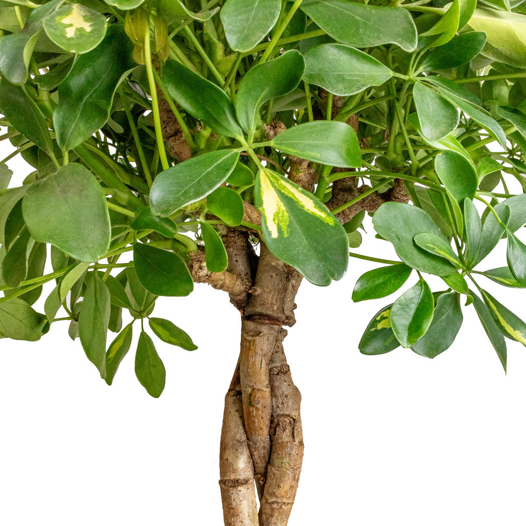 Schefflera arboricola Gold Capella - Dwarf Umbrella Tree - Twisted Stem & Sven Plant Pot - Black