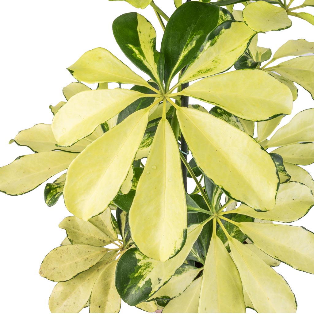 Schefflera arboricola Melanie - Dwarf Umbrella Tree