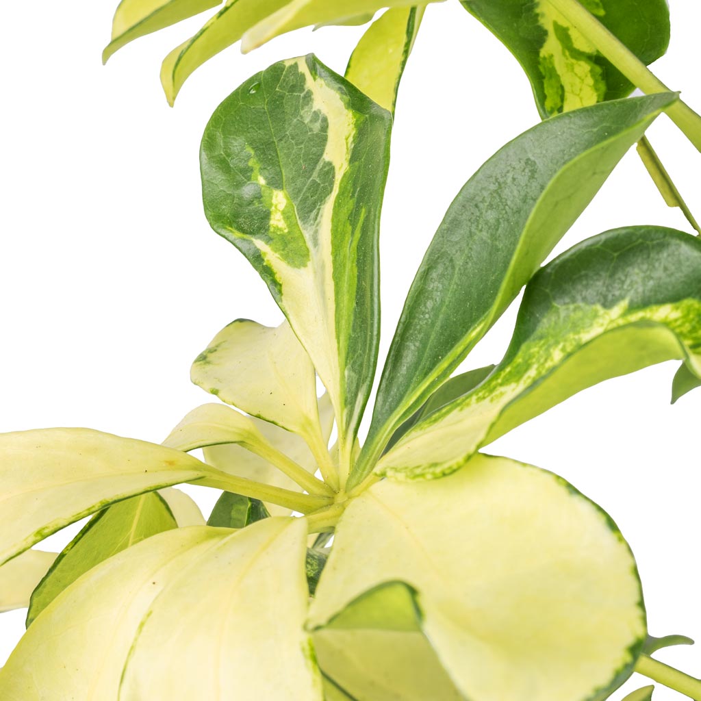 Schefflera arboricola Melanie - Dwarf Umbrella Tree - Yellow & Green Leaf Colours