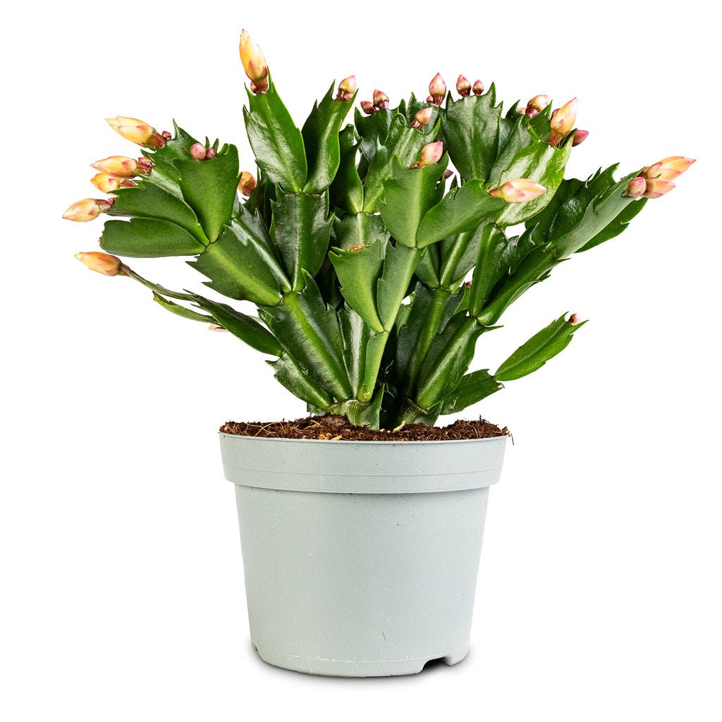 Schlumbergera Christmas Cactus Orange 12x25cm