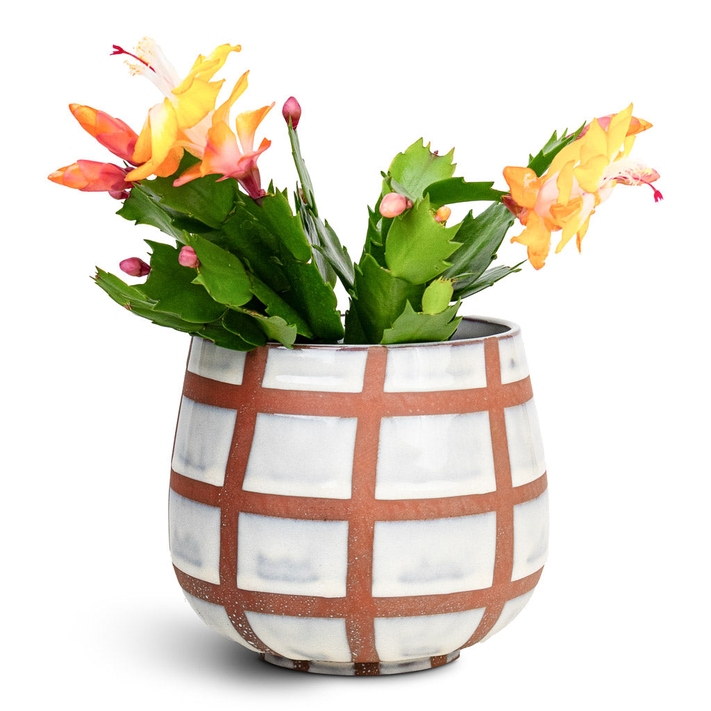 Schlumbergera Christmas Cactus Orange - 9x23cm House Plant In Moda Pot Moon Lattice - 12x13cm