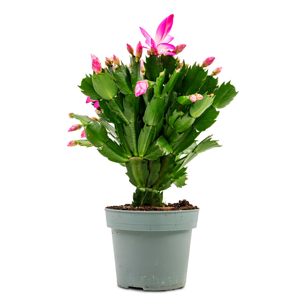 Schlumbergera Christmas Cactus Pink Purple - 14x35cm