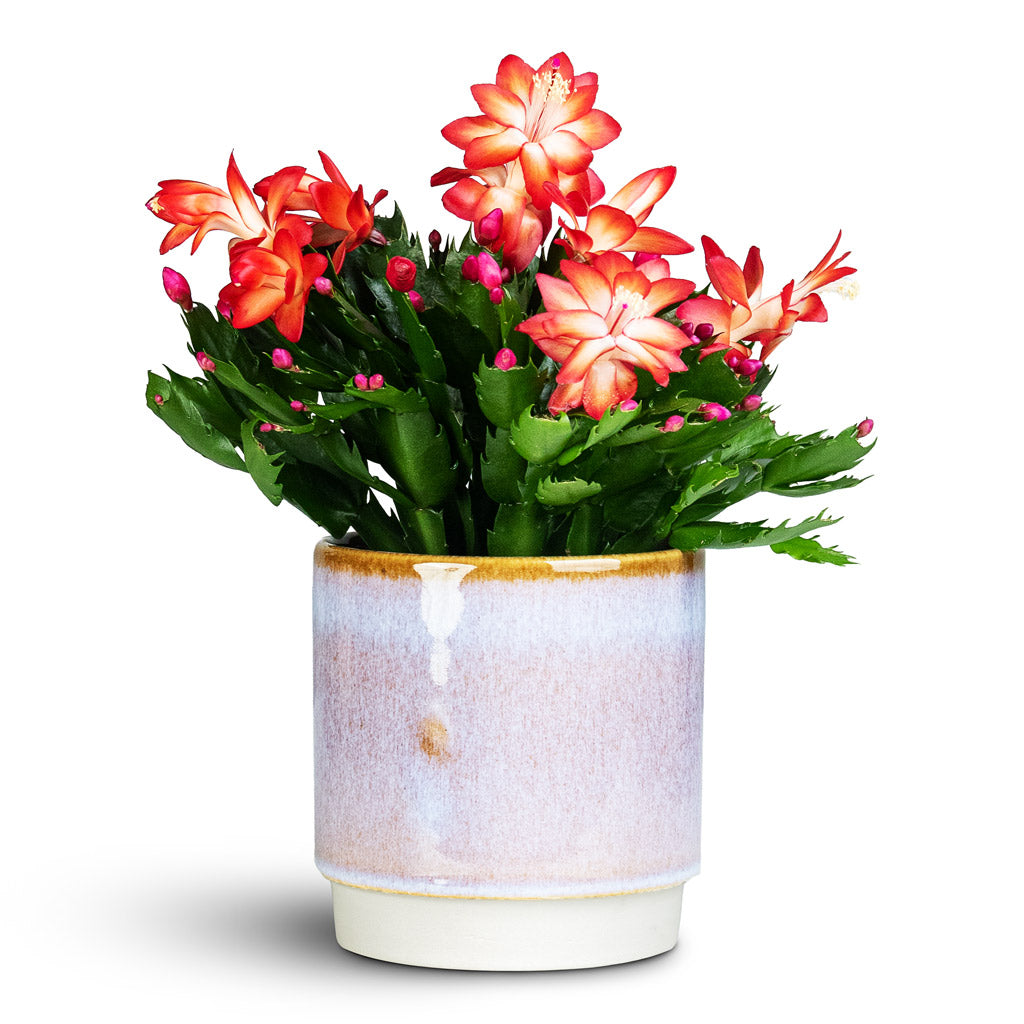 Schlumbergera Christmas Cactus Red 12x25cm Copenhagen Pot Blue 13.5x14cm