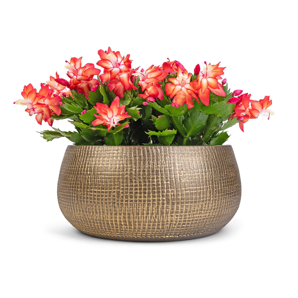 Schlumbergera - Christmas Cactus - Red &amp; Ryan Plant Bowl - Shiny Gold
