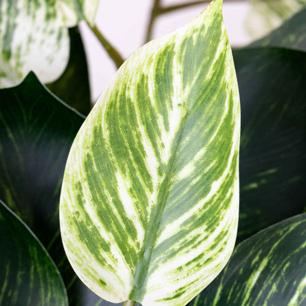 Scindapsus Bush Green White Potted 55cm Artificial