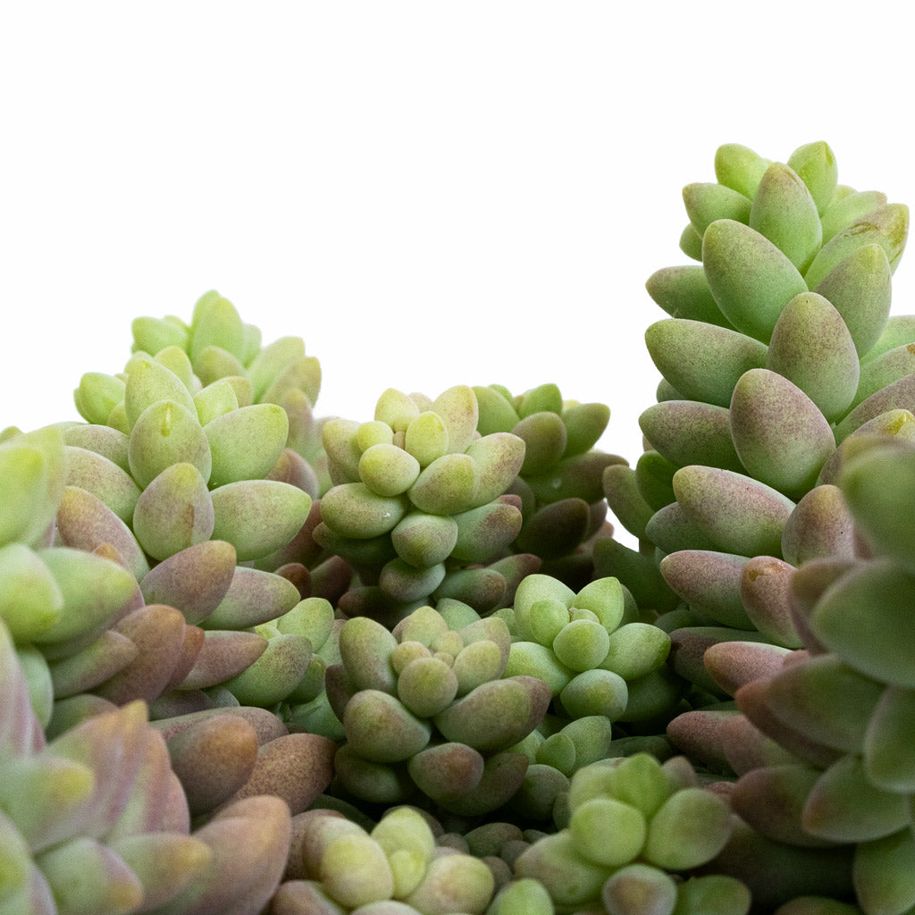 Sedum Burrito - Donkey Tail Details