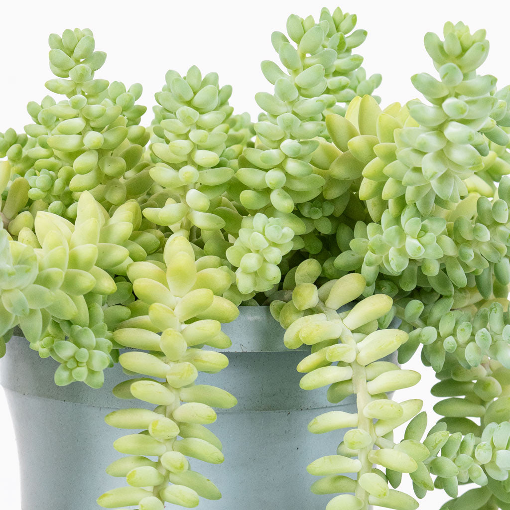 Sedum Burrito Donkey Tail with Iris Plant Pot Mint