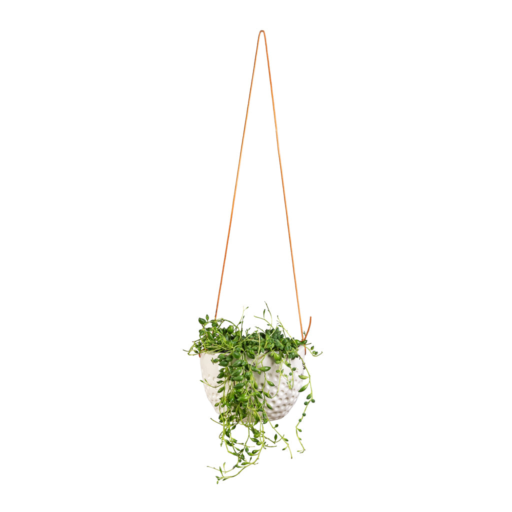 Senecio herreianus - String of Beads 30cm