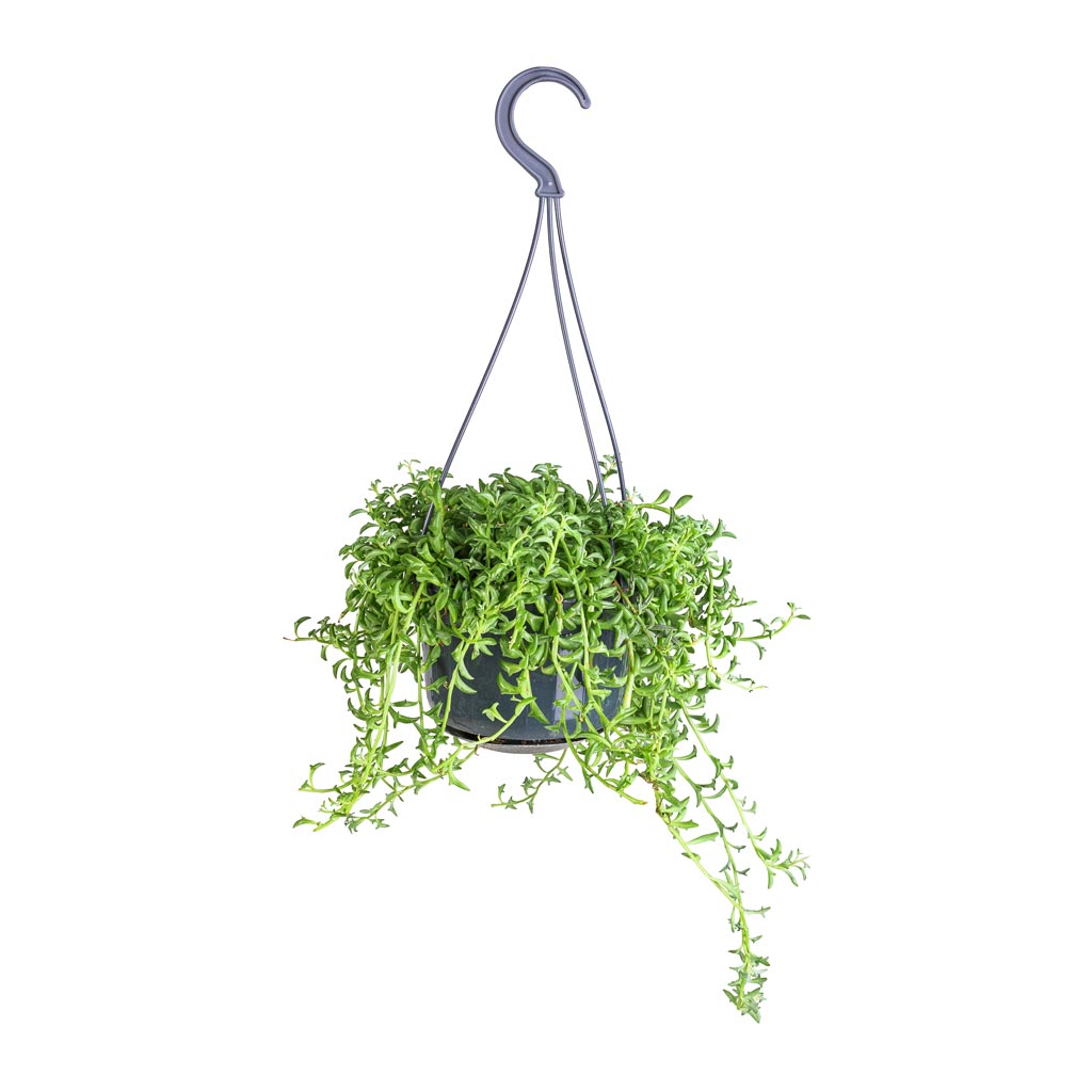 Senecio peregrinus - String of Dolphins