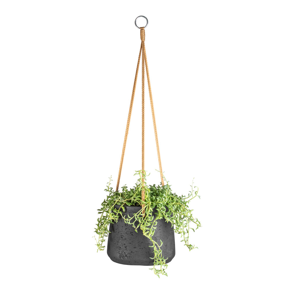 Senecio peregrinus - String of Dolphins & Patt Hanging Plant Pot - Black Washed