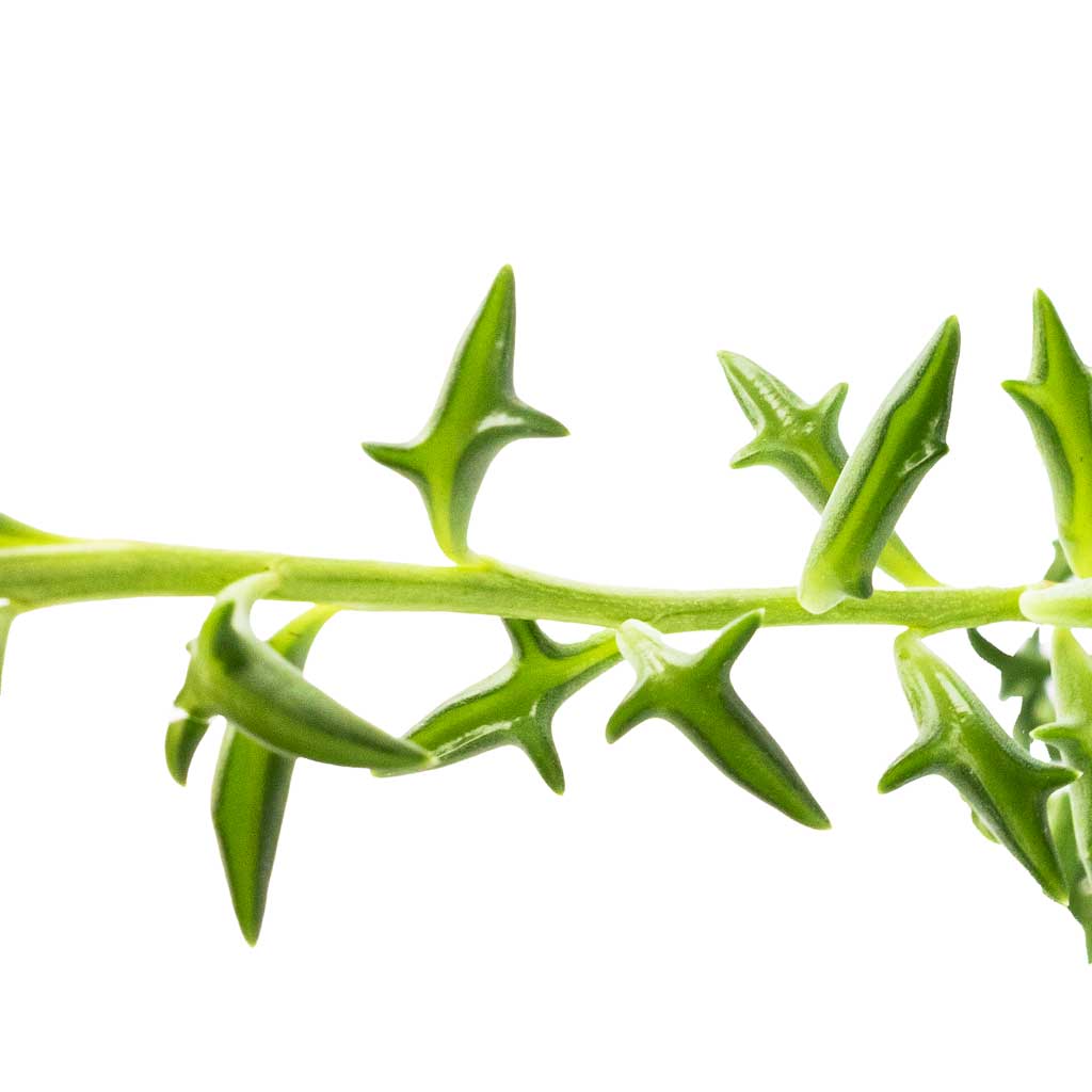 Senecio peregrinus - String of Dolphins & Patt Hanging Plant Pot - Black Washed