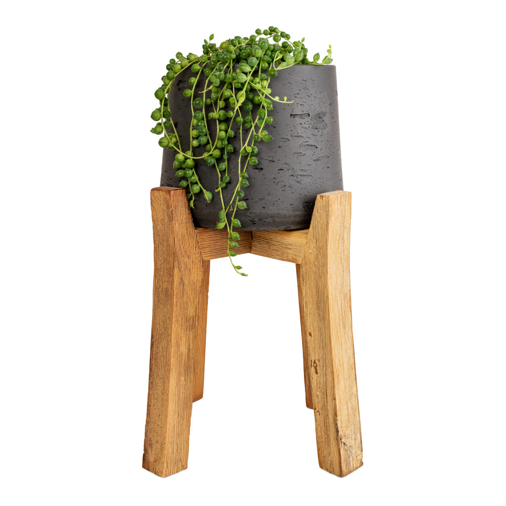 Senecio rowleyanus - String of Pearls & Patt Plant Pot - Tall Stand - Black Washed