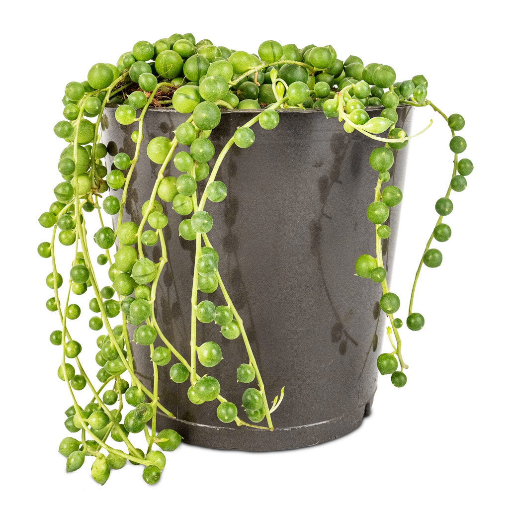 Senecio rowleyanus - String of Pearls