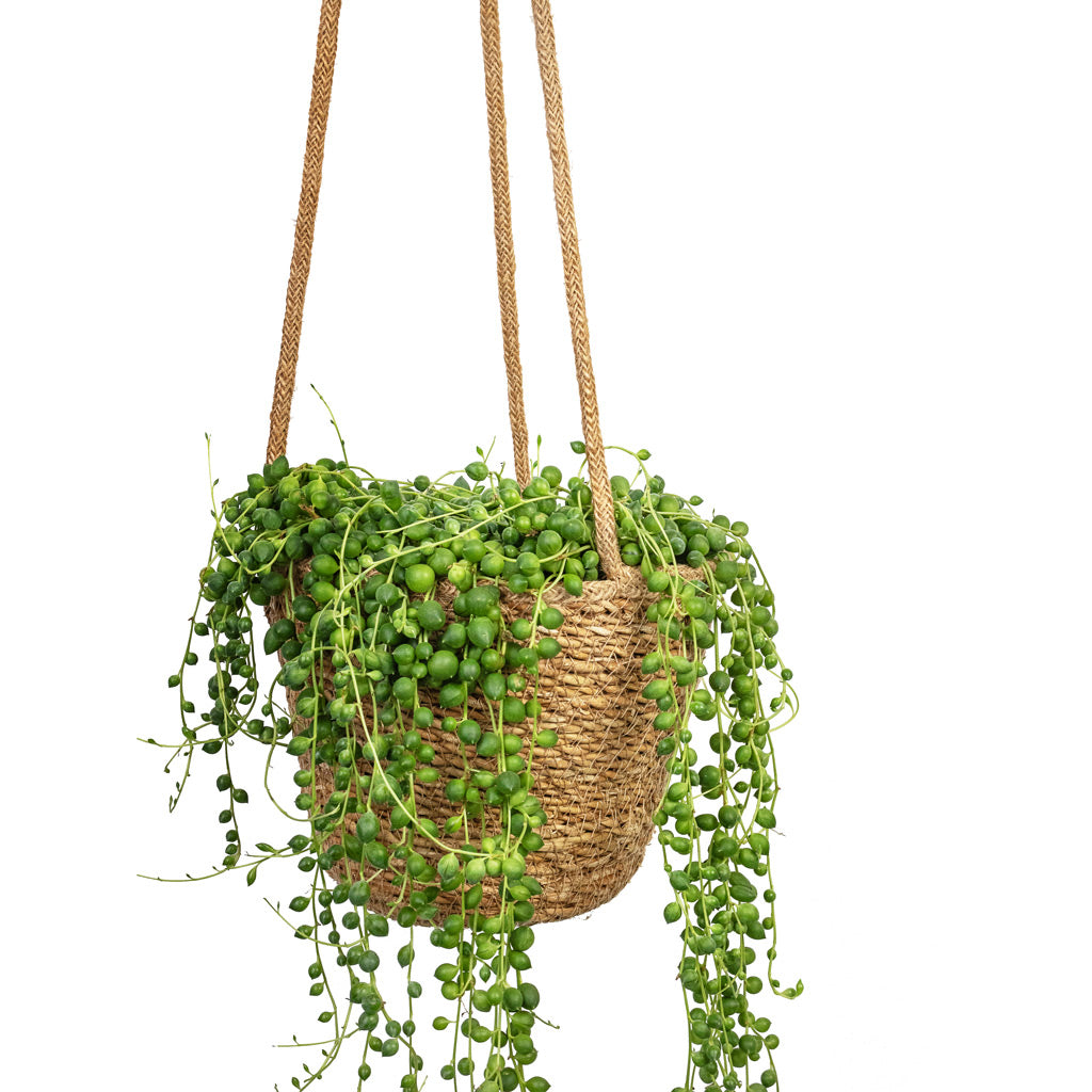 Senecio rowleyanus - String of Pearls &amp; Igmar Hanging Plant Basket - Natural