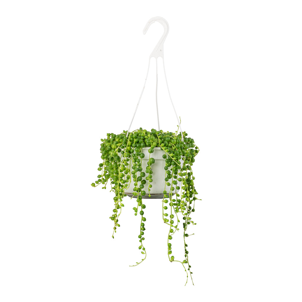 Senecio rowleyanus - String of Pearls