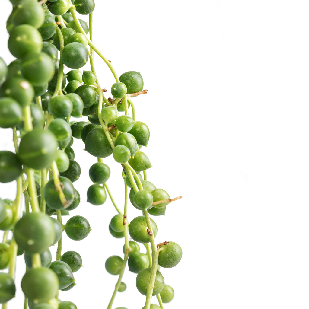 Senecio rowleyanus - String of Pearls - Close Up