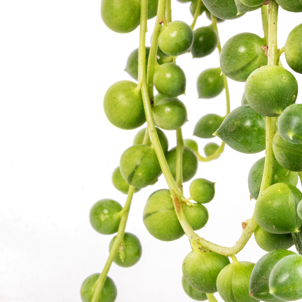 Senecio rowleyanus - String of Pearls & Igmar Hanging Plant Basket - Natural