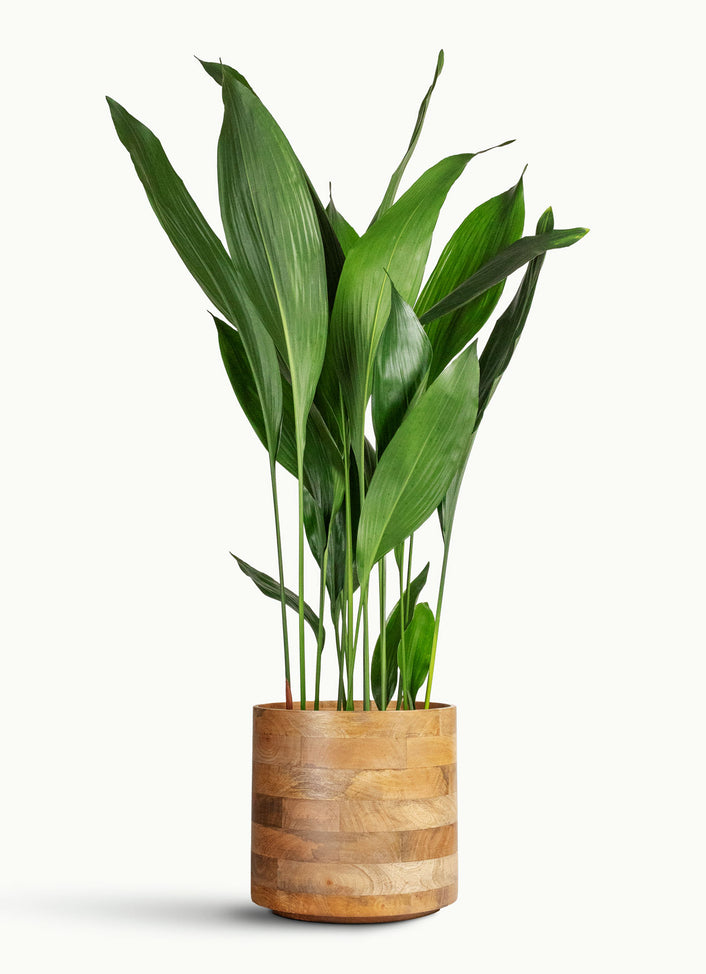 Shade Tolerant